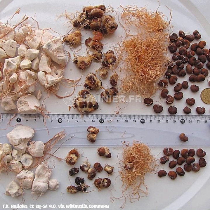 Baobab africain, Adansonia digitata image